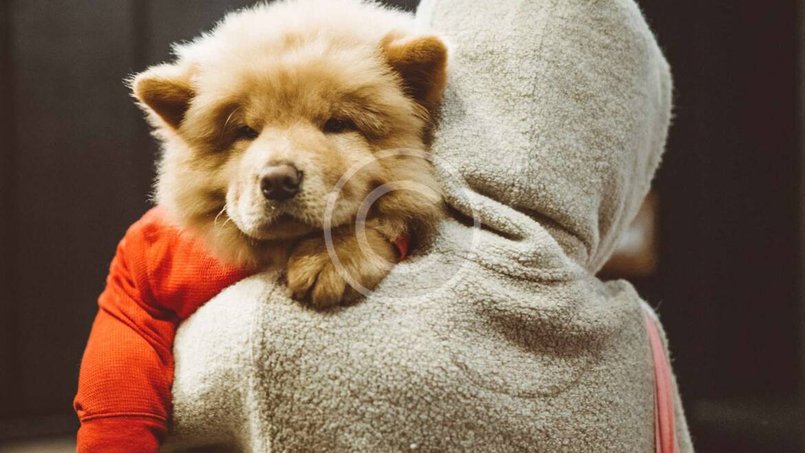 5 Ways Your Dog Shows Affection For You HappyPets