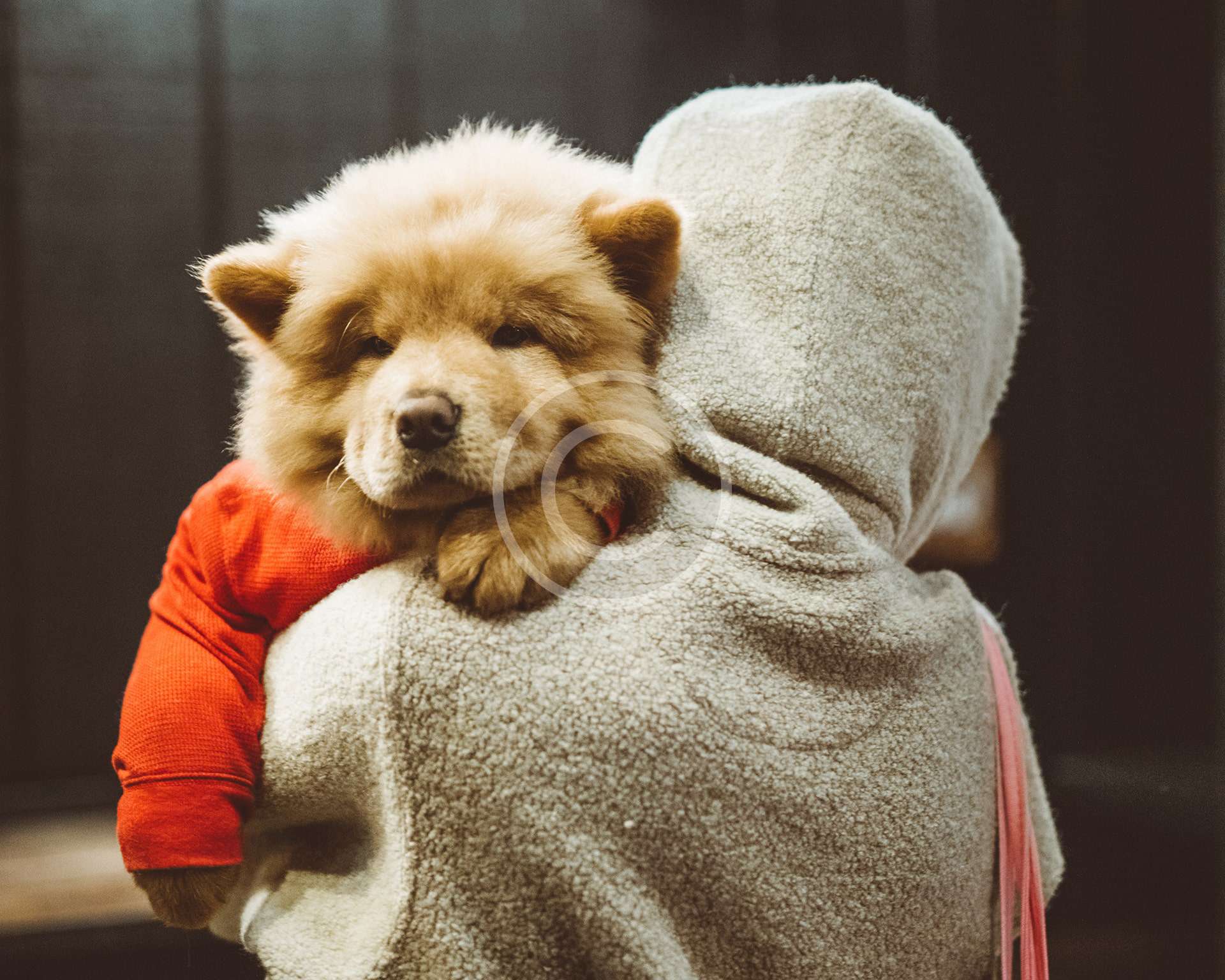 5 Ways Your Dog Shows Affection For You HappyPets