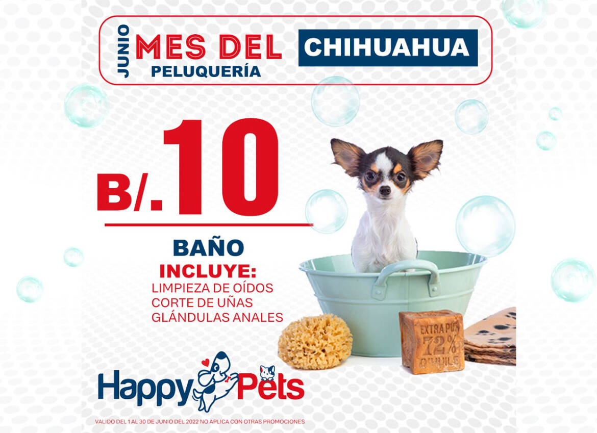 benner-promo-chihuahua.jpg